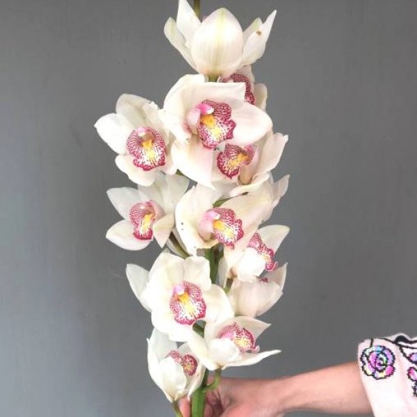 цимбидиум белый