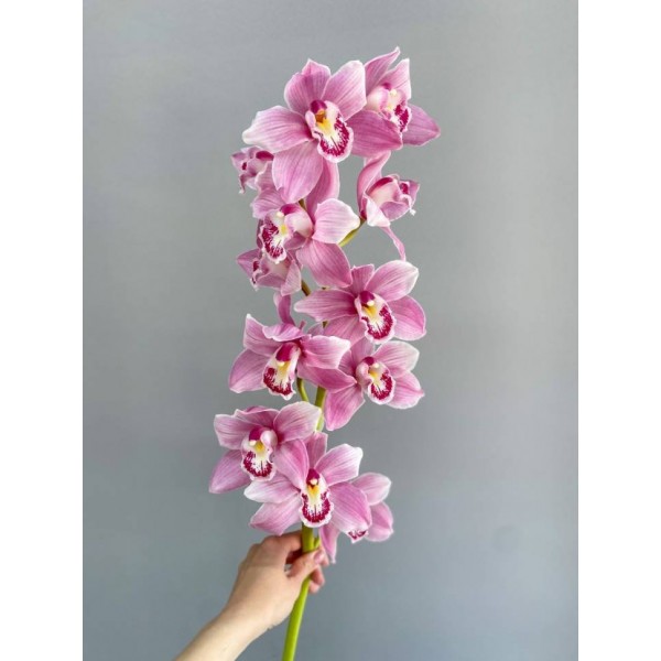 цимбидиум розовый