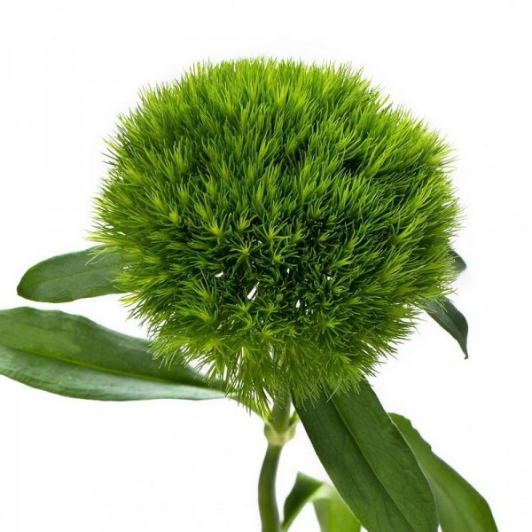 гвоздика грин трик