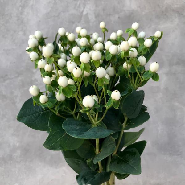 Гиперикум белый