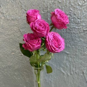 классик сенсейшен кустовая роза