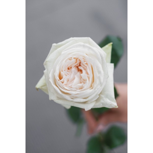 Вайт охара роза