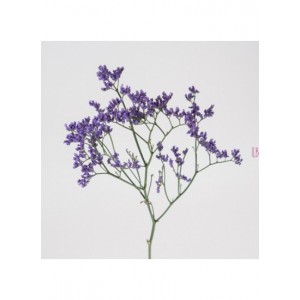 лимониум лимониум