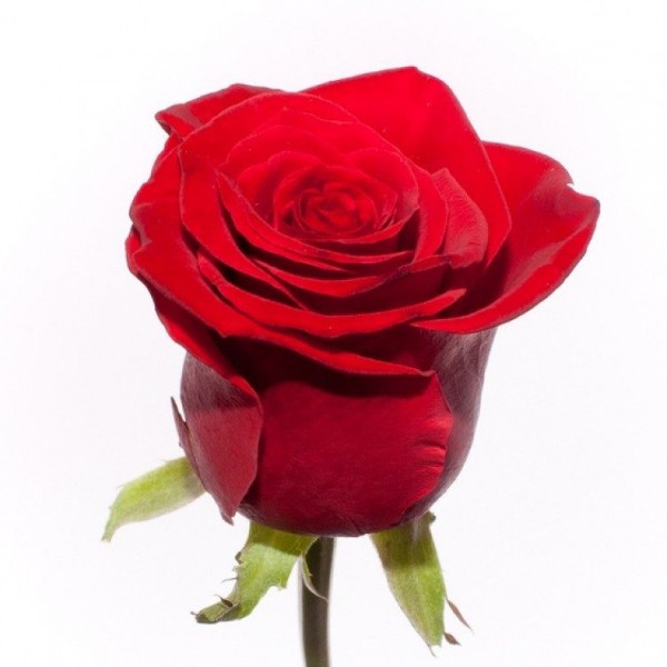 Букет цветов №