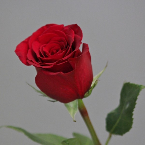 Роза "Фридом" 40 см