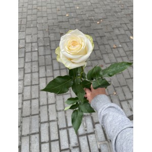 Роза Candlelight