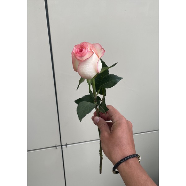 Джумилия роза