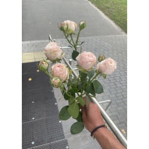 Кустовая роза бомбастик светлый 