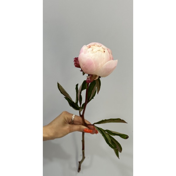 Пион «Гардения»