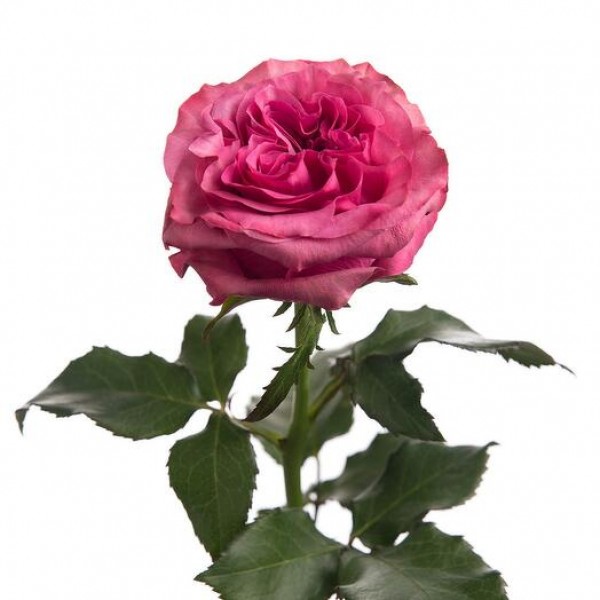 Роза Кантри блюз