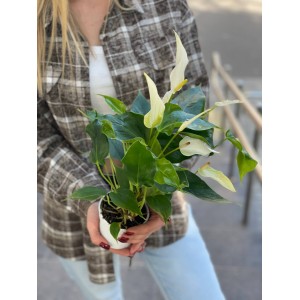 Антуриум №2