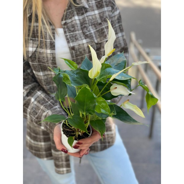 Антуриум №2