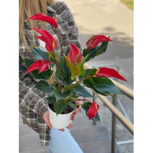 Антуриум №1