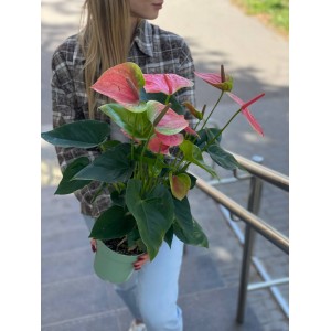 Антуриум №3