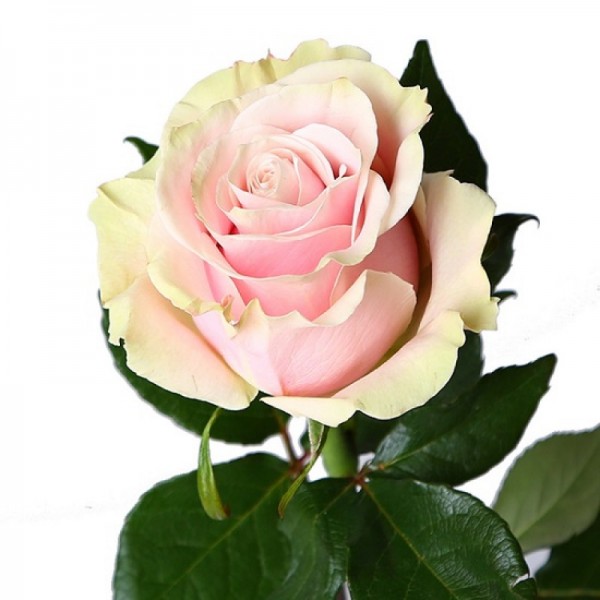 пинк мондиаль роза